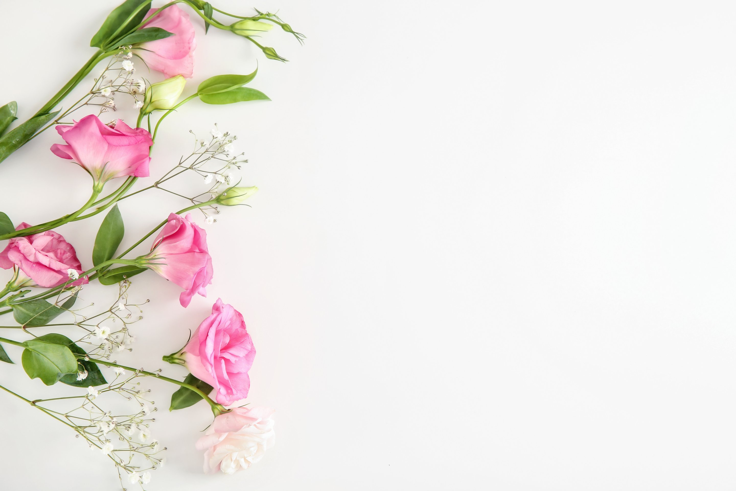 Beautiful Flowers on White Background