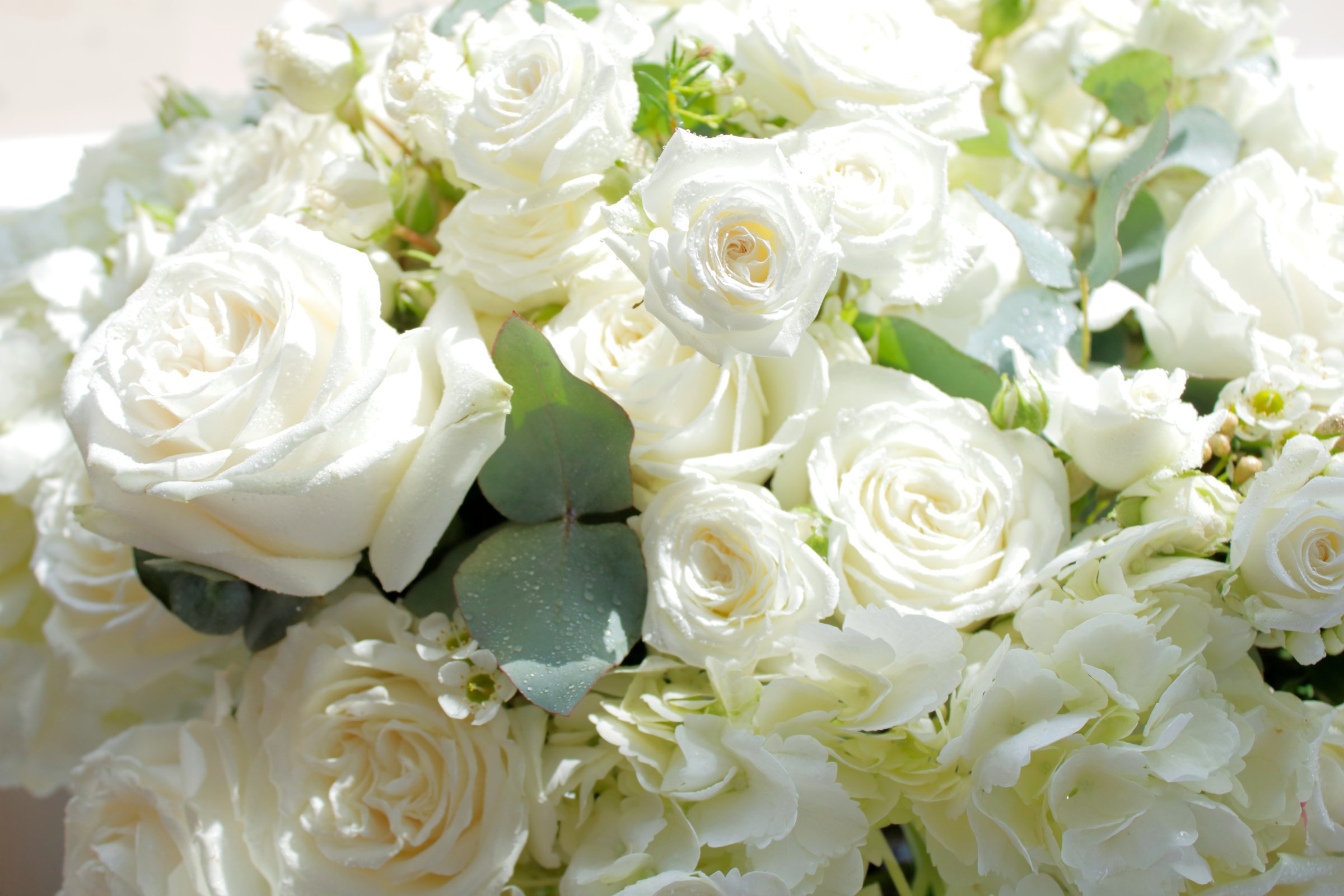 White Roses With Green Leaves